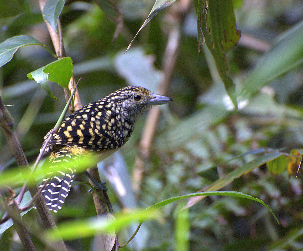 斑背蚁鵙 / Spot-backed Antshrike / Hypoedaleus guttatus