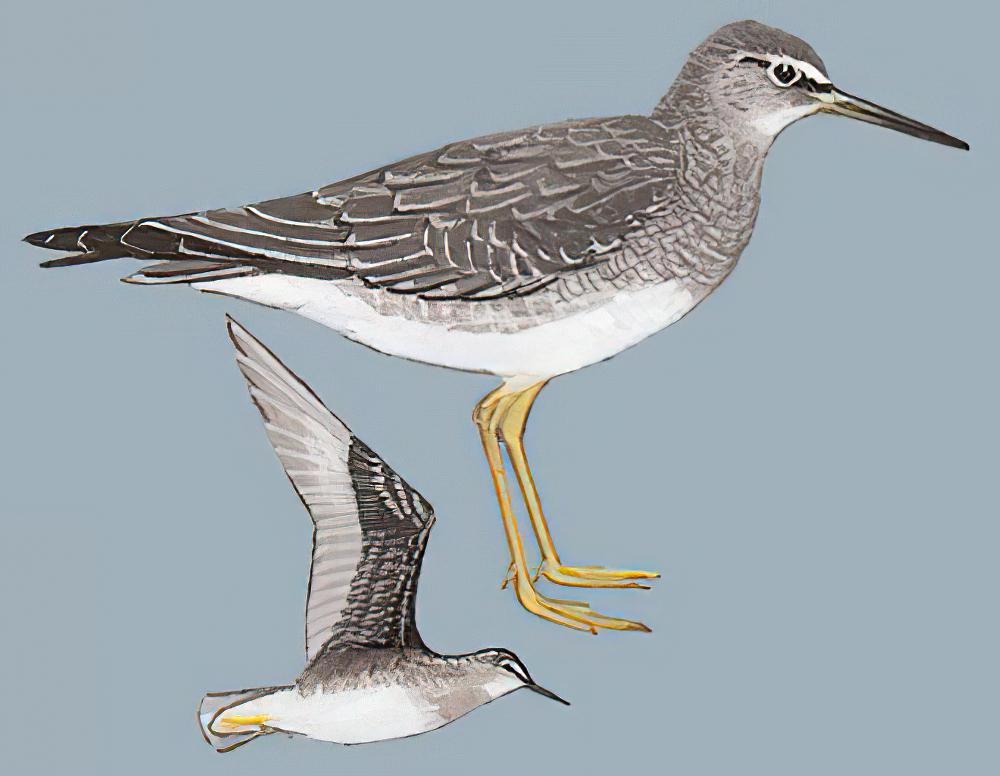 漂鹬 / Wandering Tattler / Tringa incana