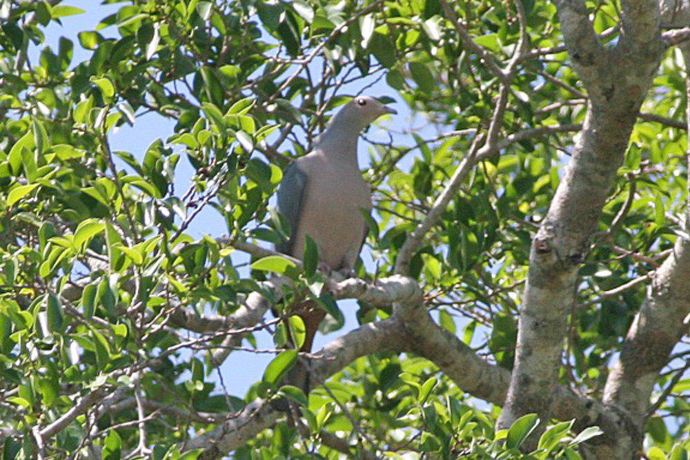 粉头皇鸠 / Pink-headed Imperial Pigeon / Ducula rosacea