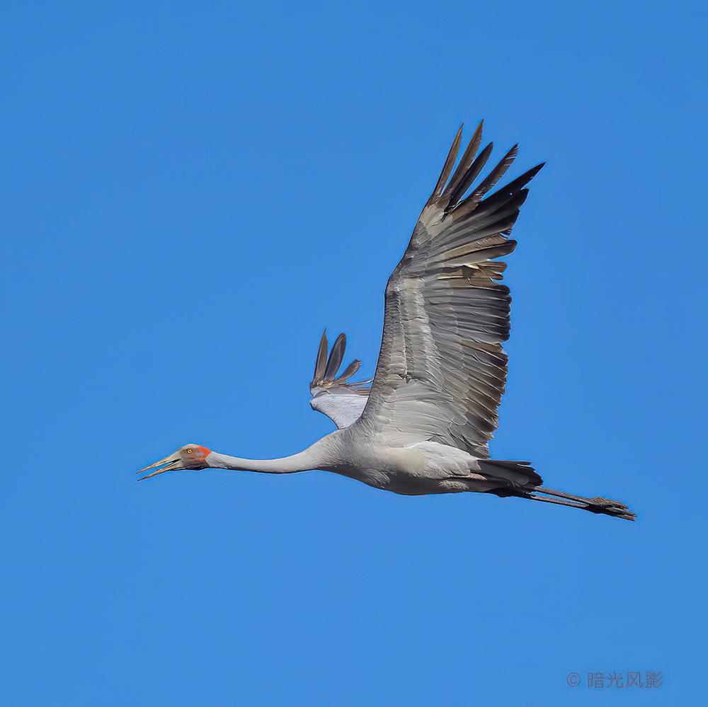 澳洲鹤 / Brolga / Antigone rubicunda