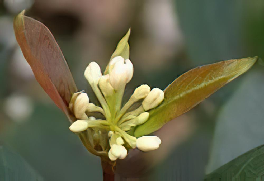 桂花文化