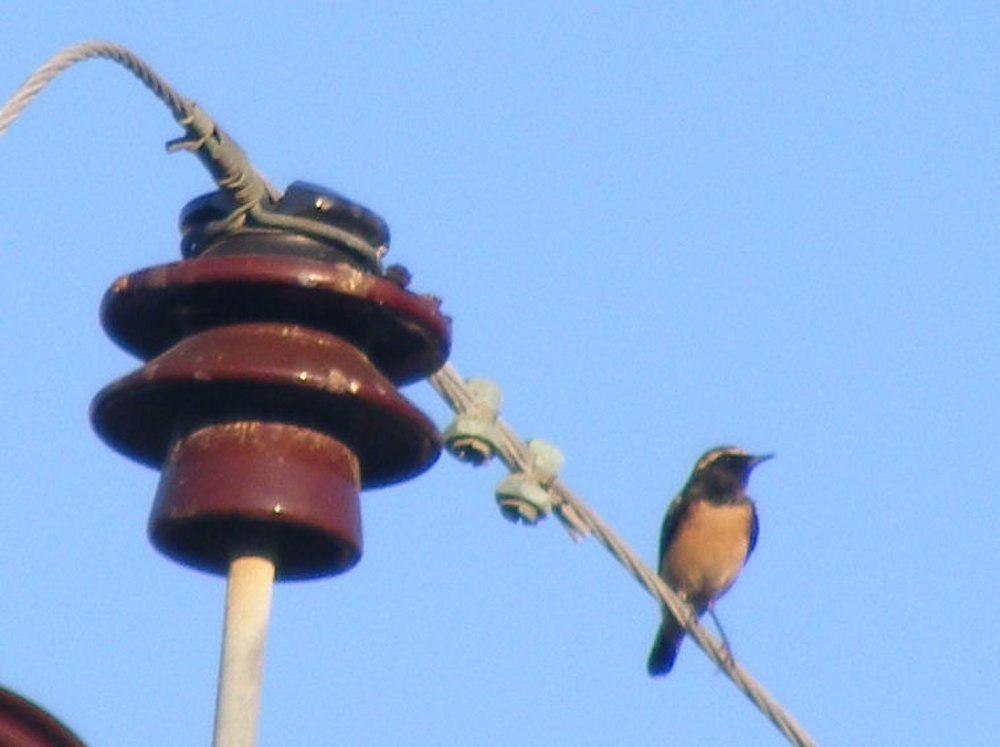 塞浦路斯䳭 / Cyprus Wheatear / Oenanthe cypriaca