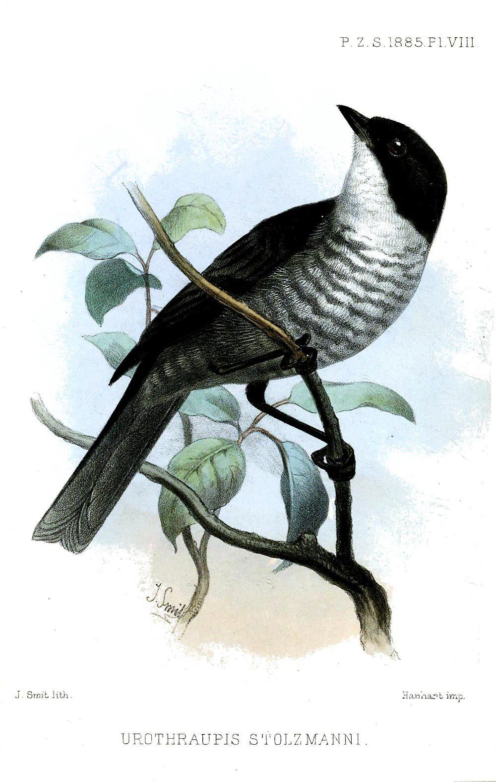 黑背丛雀 / Black-backed Bush Tanager / Urothraupis stolzmanni