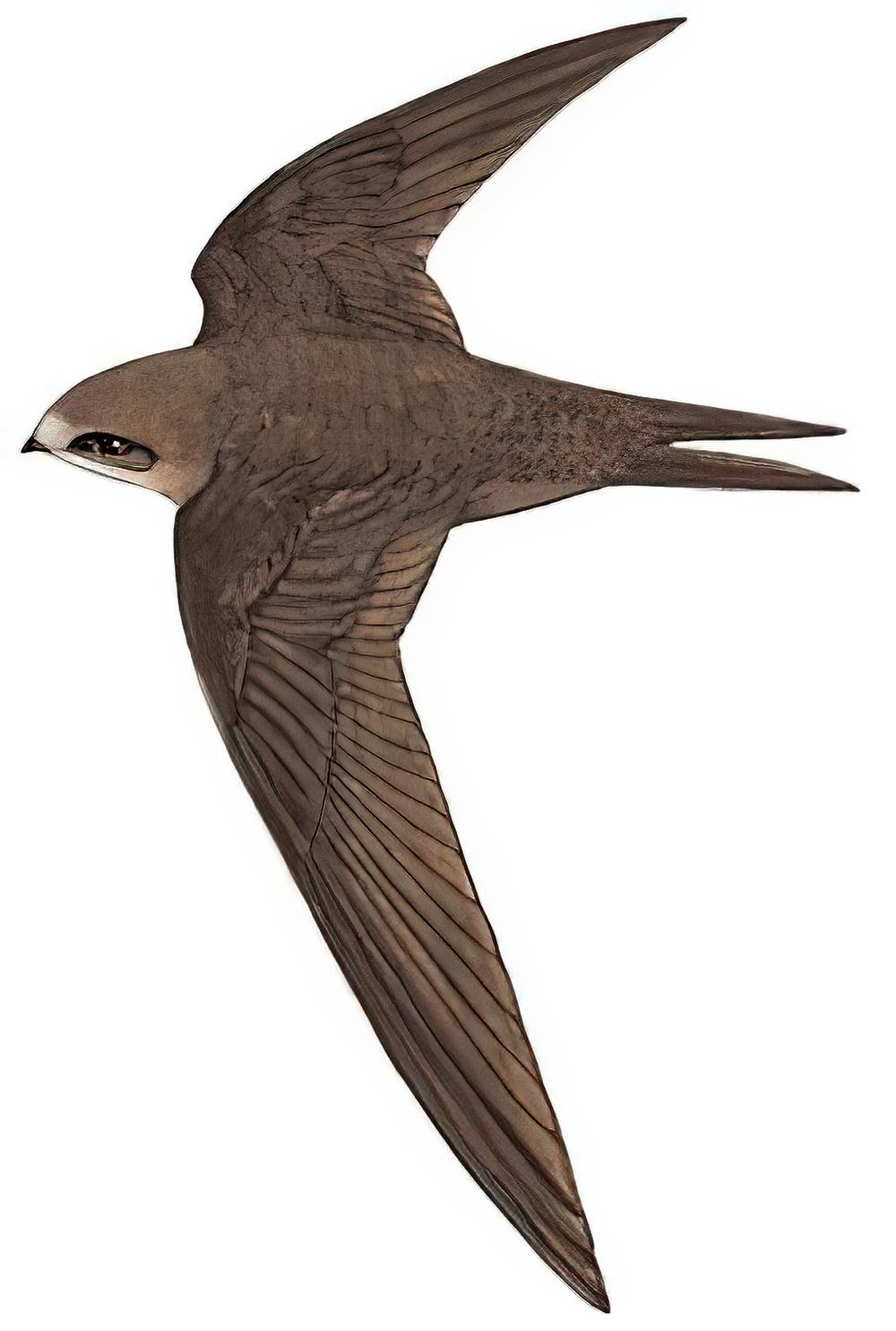 普通楼燕 / Common Swift / Apus apus