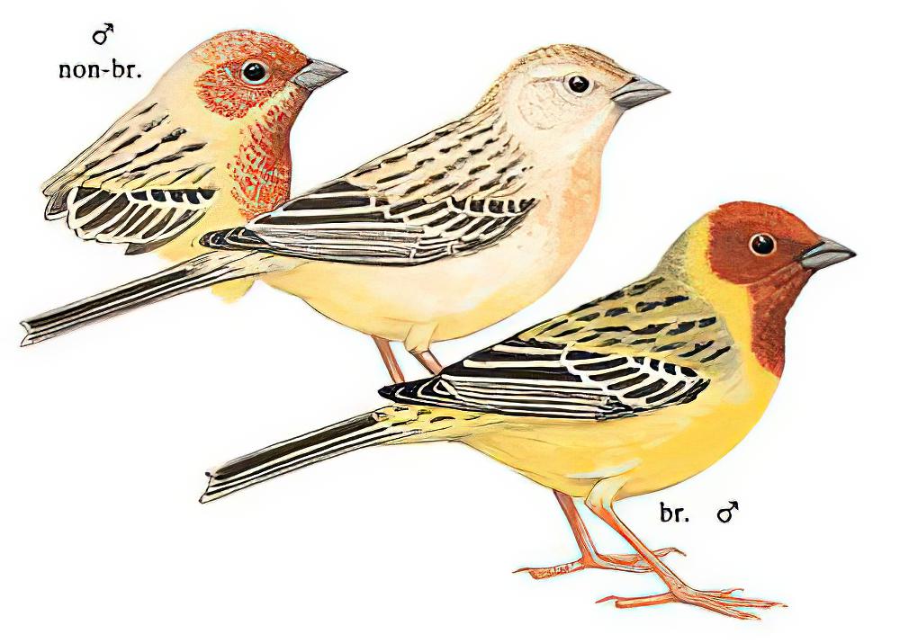 褐头鹀 / Red-headed Bunting / Emberiza bruniceps