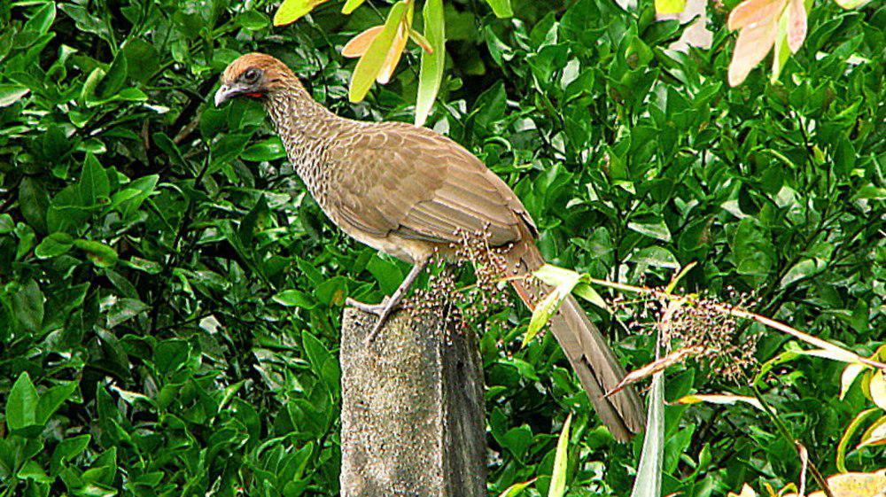 东巴西小冠雉 / East Brazilian Chachalaca / Ortalis araucuan