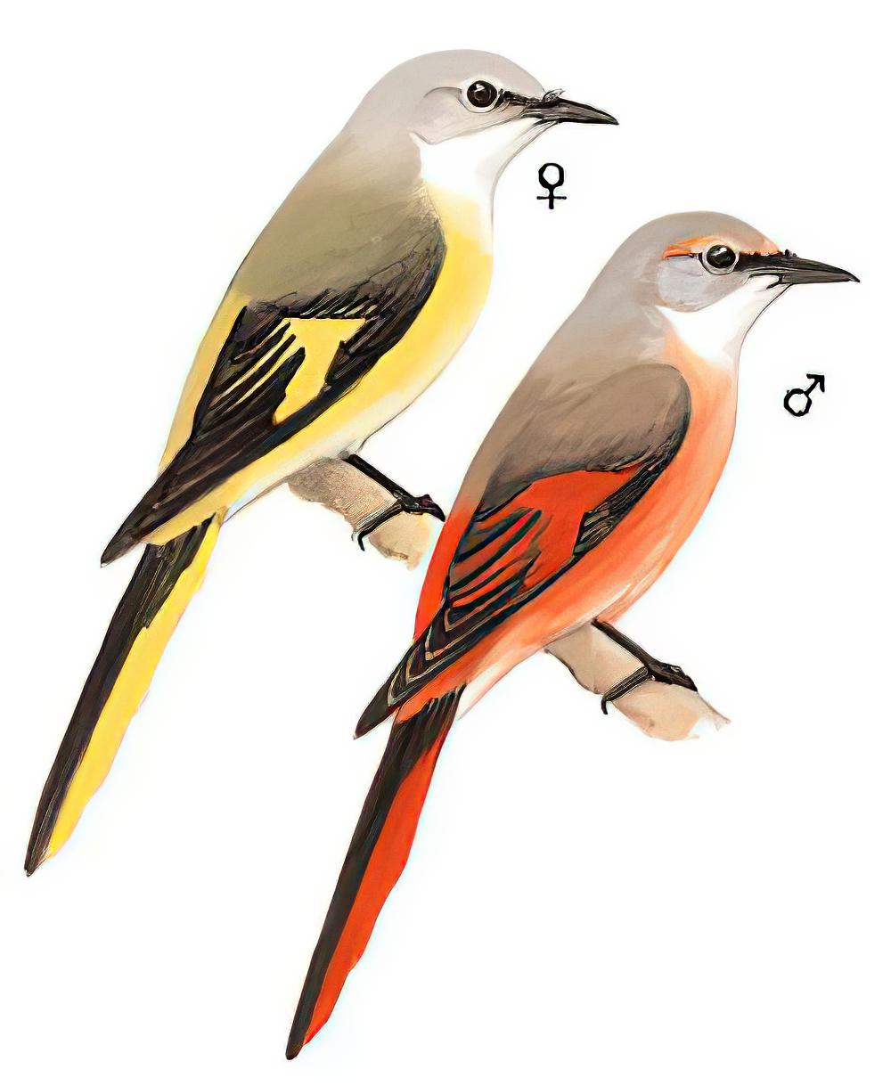 粉红山椒鸟 / Rosy Minivet / Pericrocotus roseus