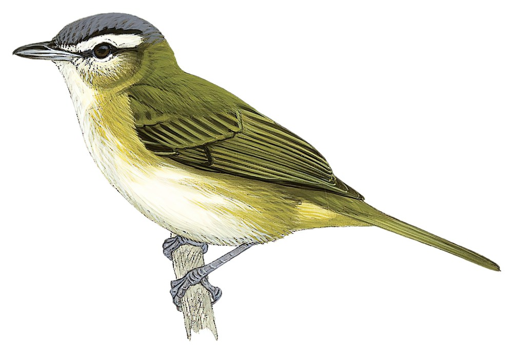 南美莺雀 / Chivi Vireo / Vireo chivi