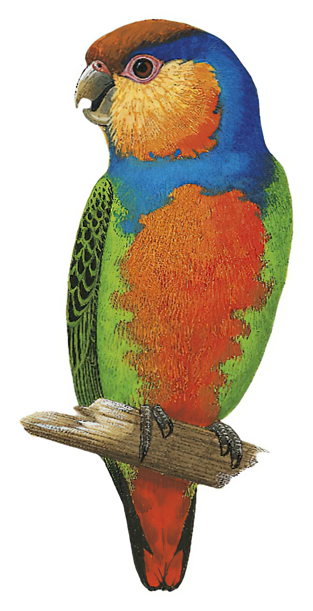 红胸侏鹦鹉 / Red-breasted Pygmy Parrot / Micropsitta bruijnii