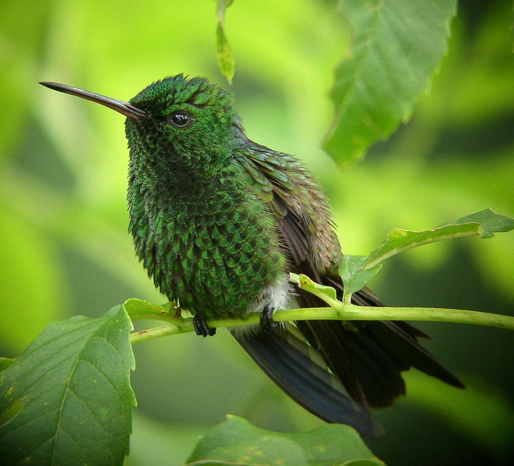 铜色腰蜂鸟 / Copper-rumped Hummingbird / Saucerottia tobaci