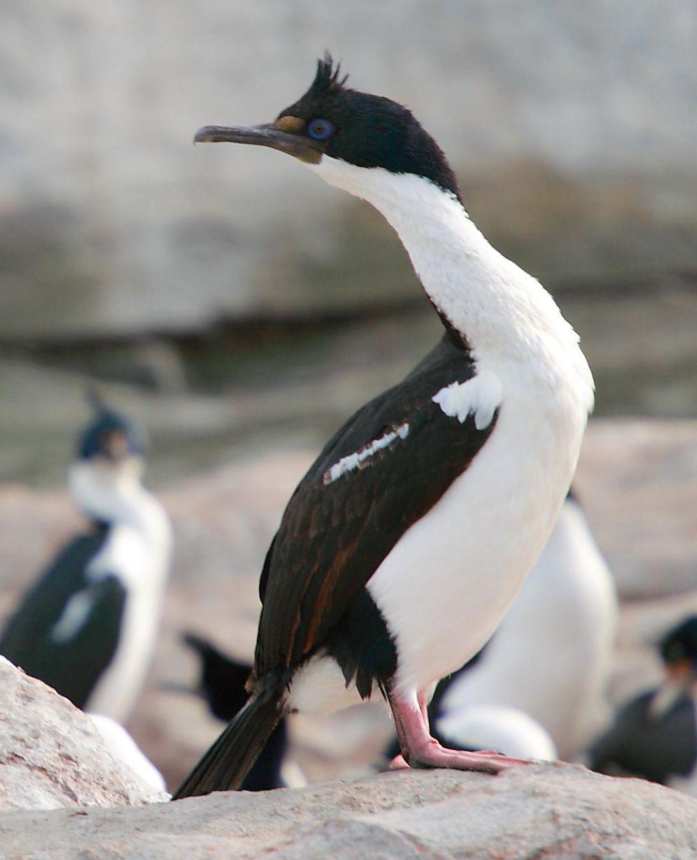 蓝眼鸬鹚 / Imperial Shag / Leucocarbo atriceps