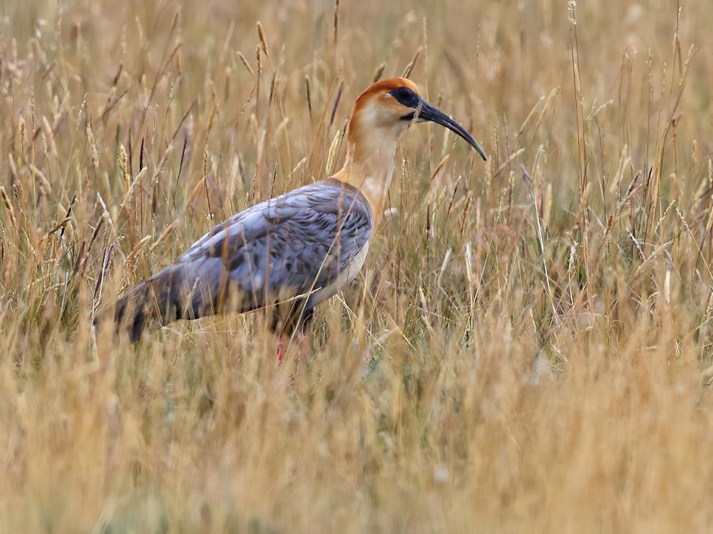 安第斯鹮 / Andean Ibis / Theristicus branickii