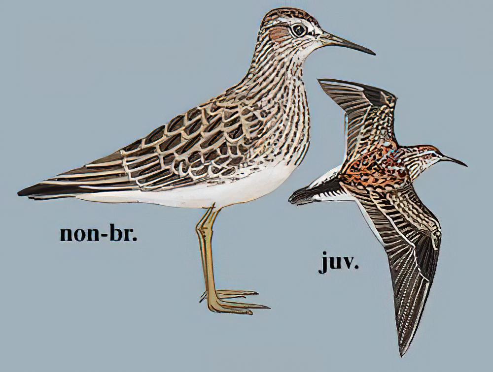 斑胸滨鹬 / Pectoral Sandpiper / Calidris melanotos