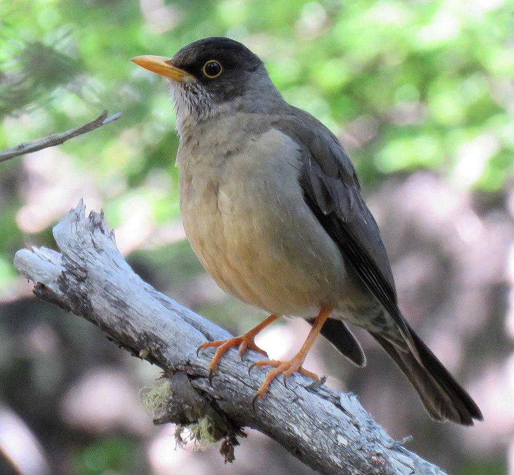 南美鸫 / Austral Thrush / Turdus falcklandii