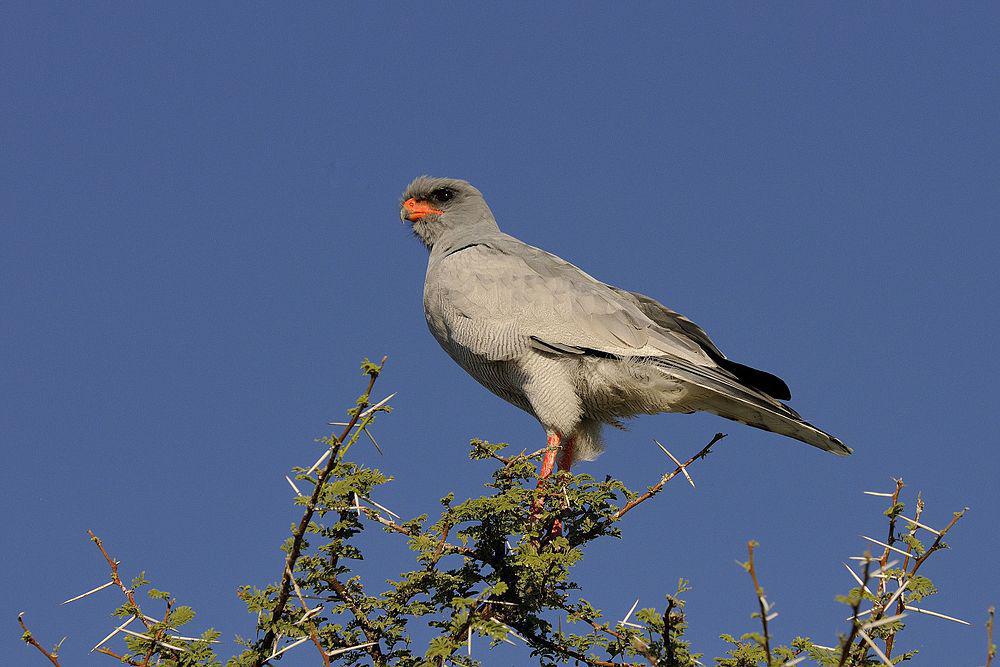 淡色歌鹰 / Pale Chanting Goshawk / Melierax canorus