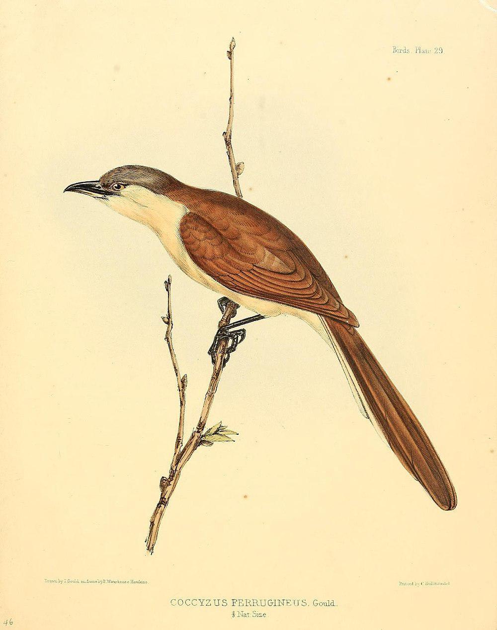 可岛美洲鹃 / Cocos Cuckoo / Coccyzus ferrugineus