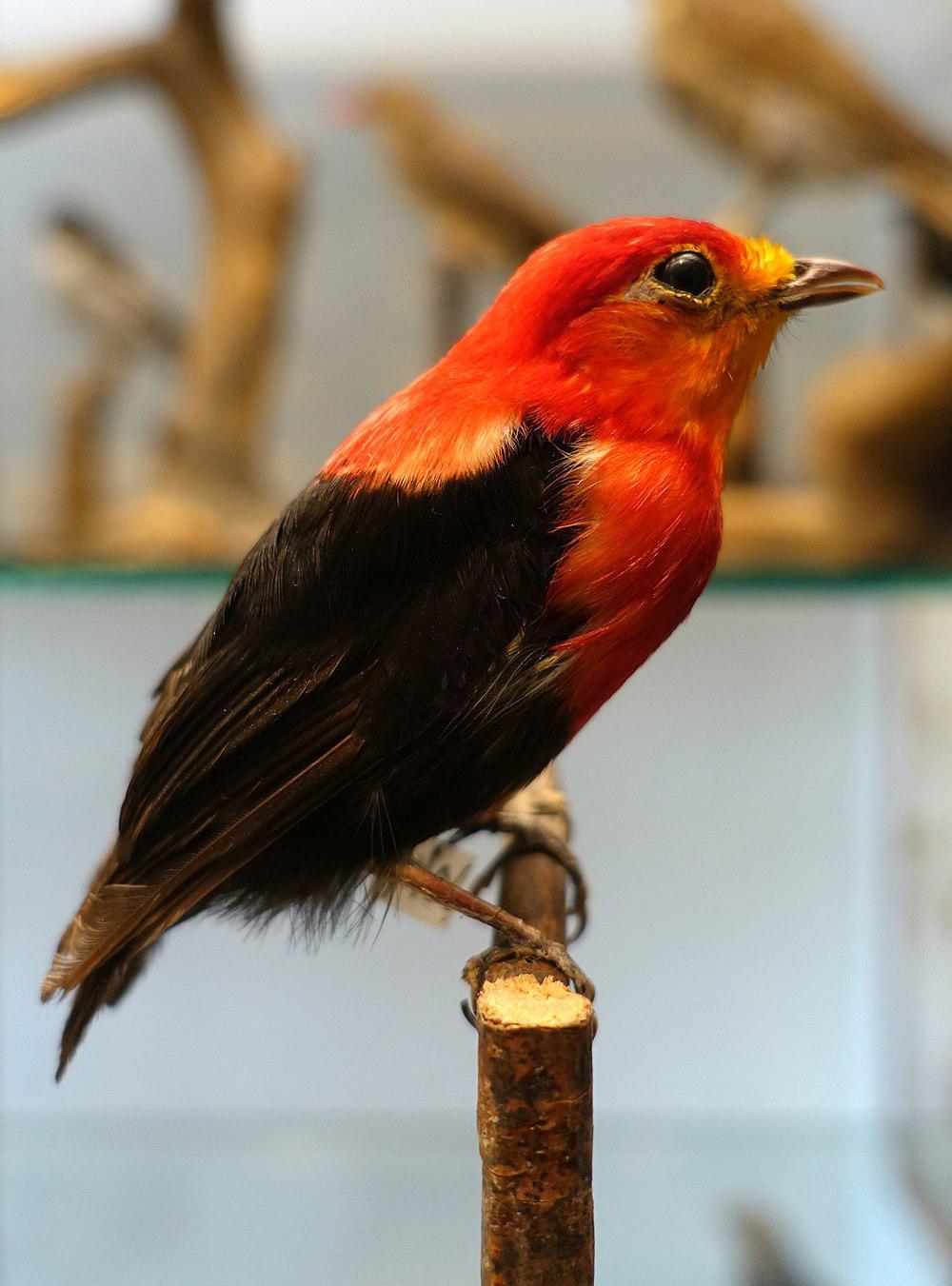 绯红冠娇鹟 / Crimson-hooded Manakin / Pipra aureola