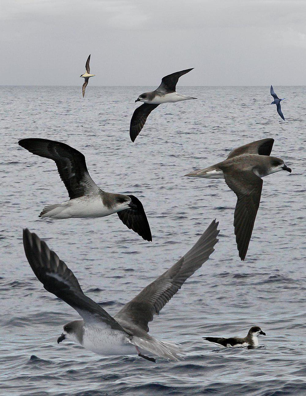 菲氏圆尾鹱 / Fea\'s Petrel / Pterodroma feae