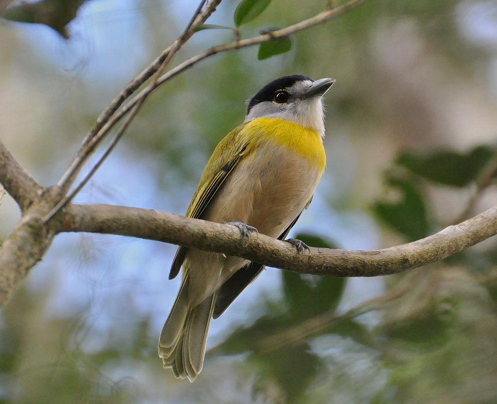 绿背厚嘴霸鹟 / Green-backed Becard / Pachyramphus viridis