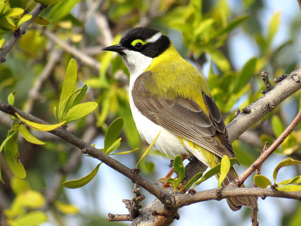 黑颏抚蜜鸟 / Black-chinned Honeyeater / Melithreptus gularis