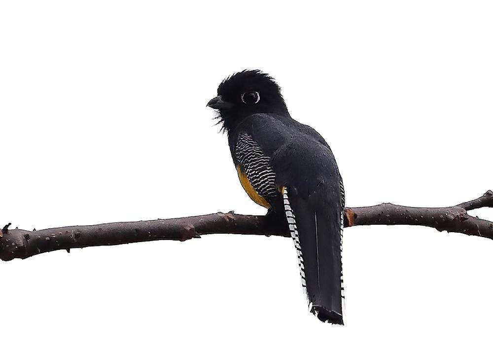 斑尾美洲咬鹃 / Gartered Trogon / Trogon caligatus