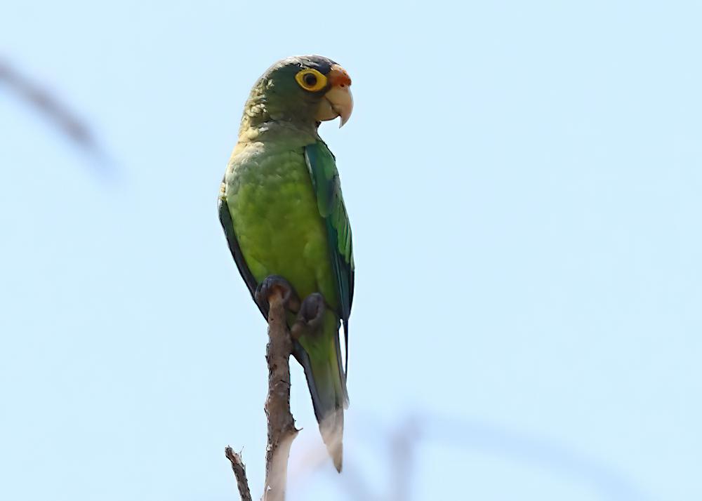 橙额鹦哥 / Orange-fronted Parakeet / Eupsittula canicularis