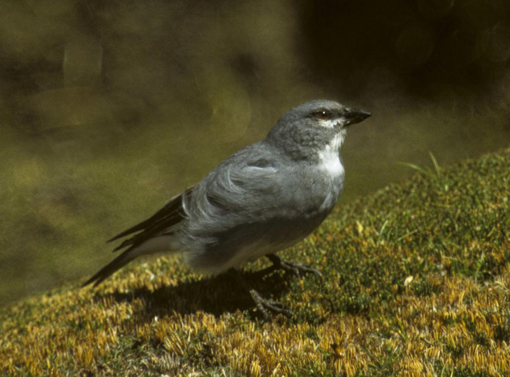 白翅迪卡雀 / White-winged Diuca Finch / Idiopsar speculiferus