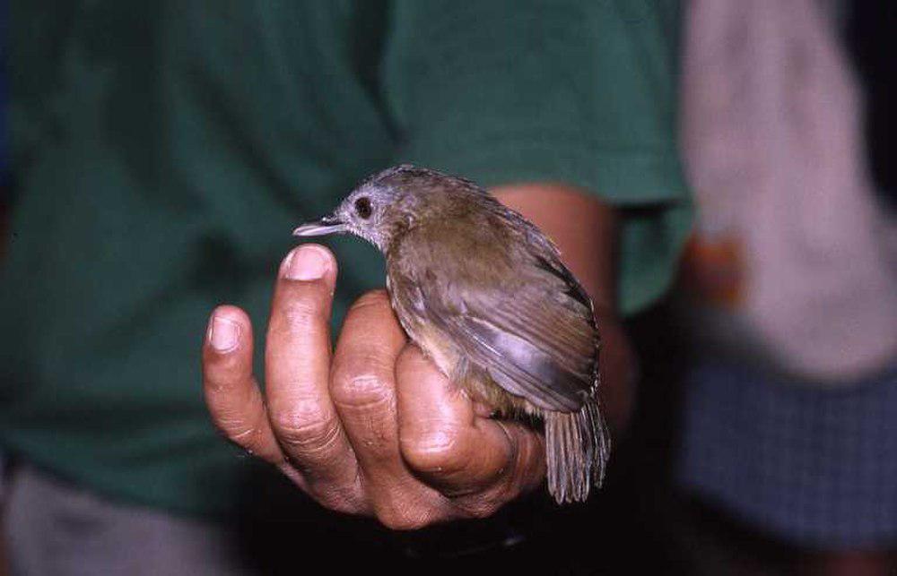 霍氏雅鹛 / Horsfield\'s Babbler / Malacocincla sepiaria