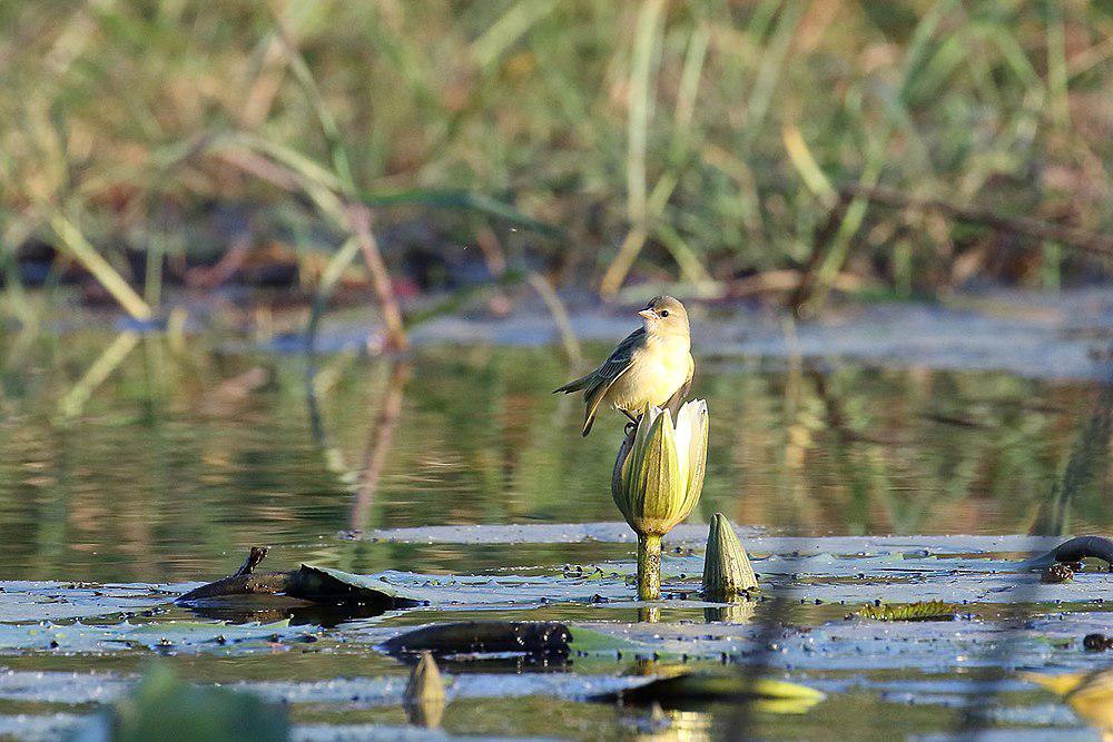 加丹加黑脸织雀 / Katanga Masked Weaver / Ploceus katangae