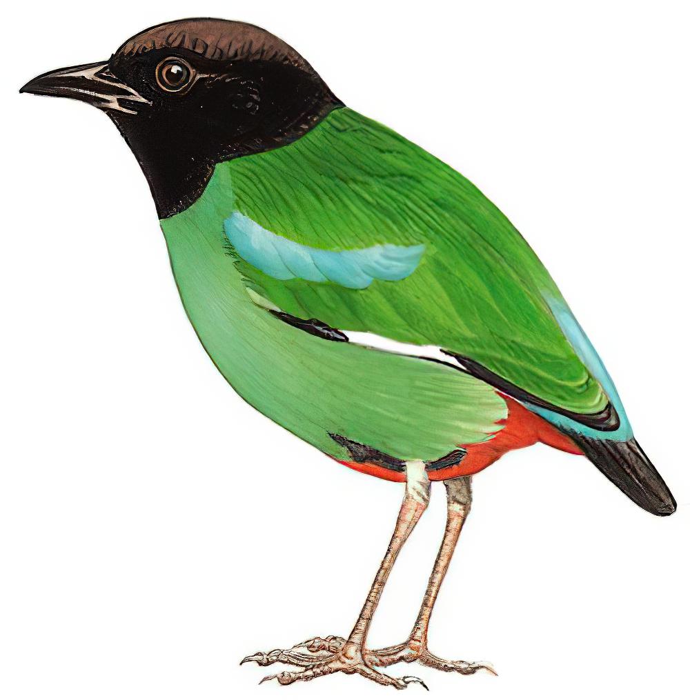 绿胸八色鸫 / Hooded Pitta / Pitta sordida