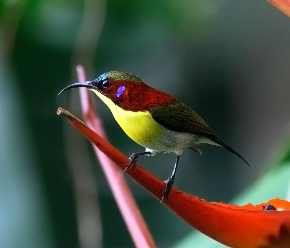 丽色太阳鸟 / Handsome Sunbird / Aethopyga bella