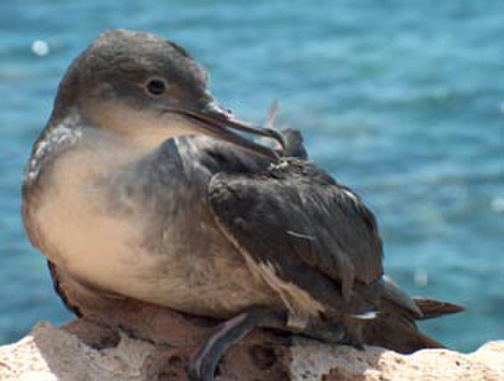 巴利阿里鹱 / Balearic Shearwater / Puffinus mauretanicus