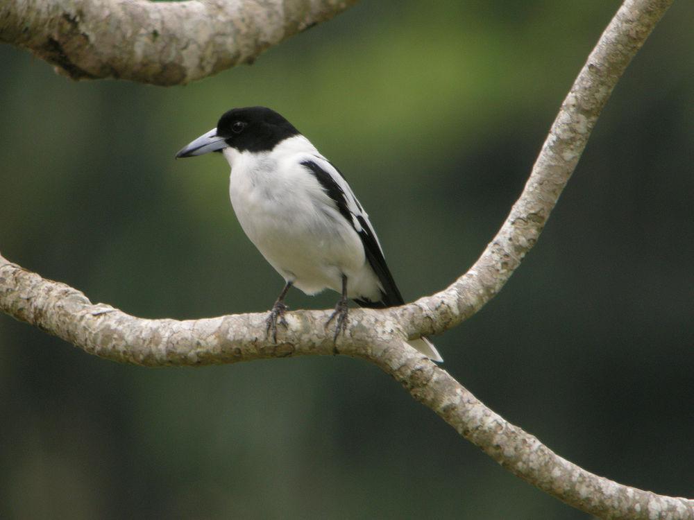 白喉钟鹊 / Black-backed Butcherbird / Cracticus mentalis