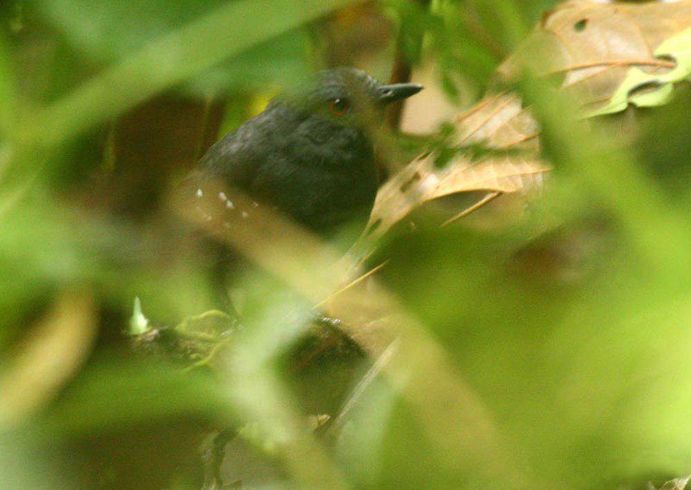 埃斯蚁鸟 / Esmeraldas Antbird / Sipia nigricauda