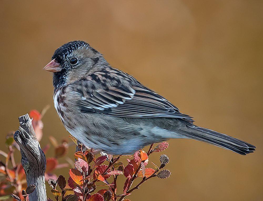 赫氏带鹀 / Harris\'s Sparrow / Zonotrichia querula