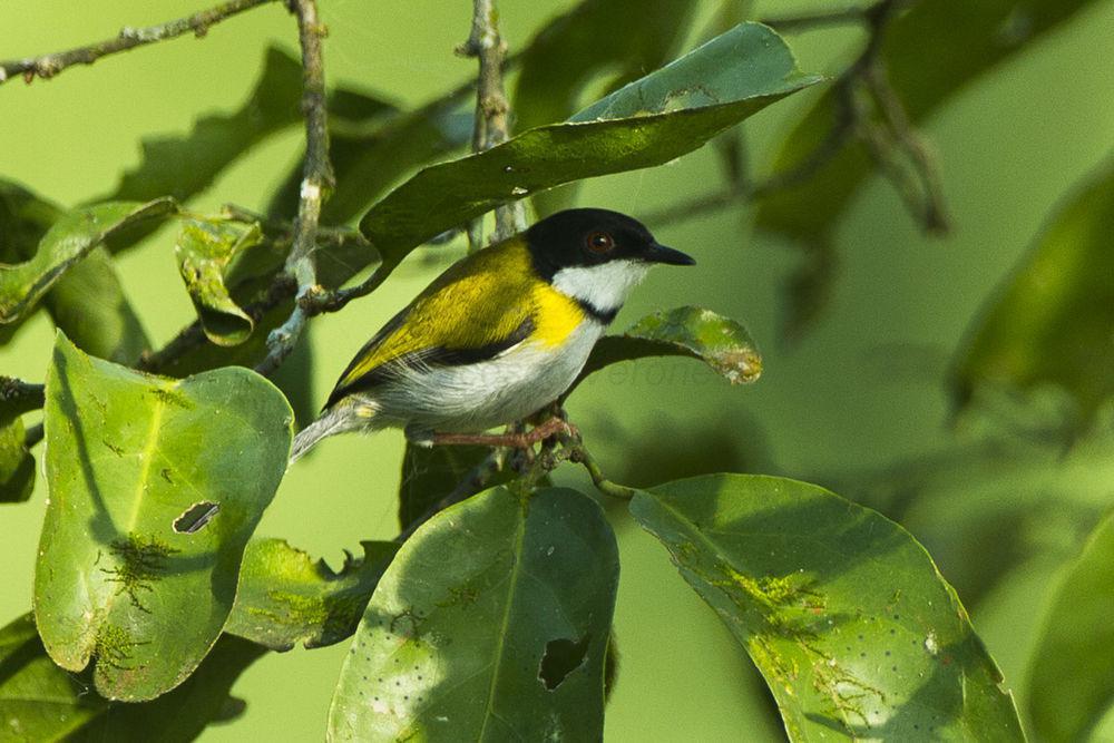 黑顶娇莺 / Black-capped Apalis / Apalis nigriceps