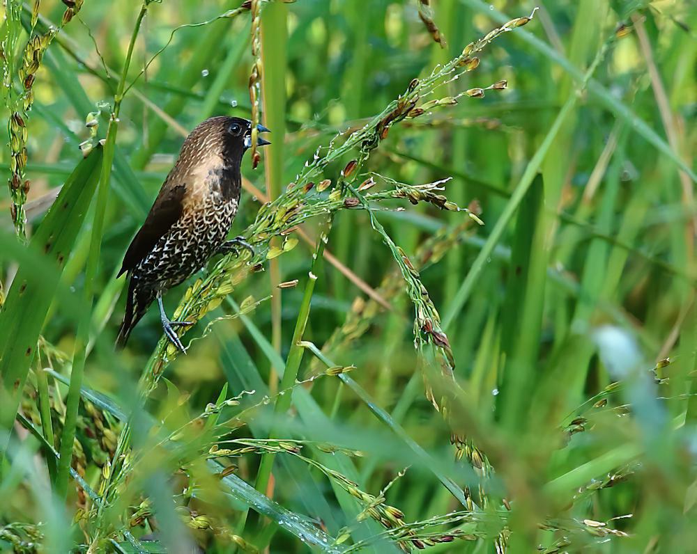 红胸文鸟 / Black-throated Munia / Lonchura kelaarti