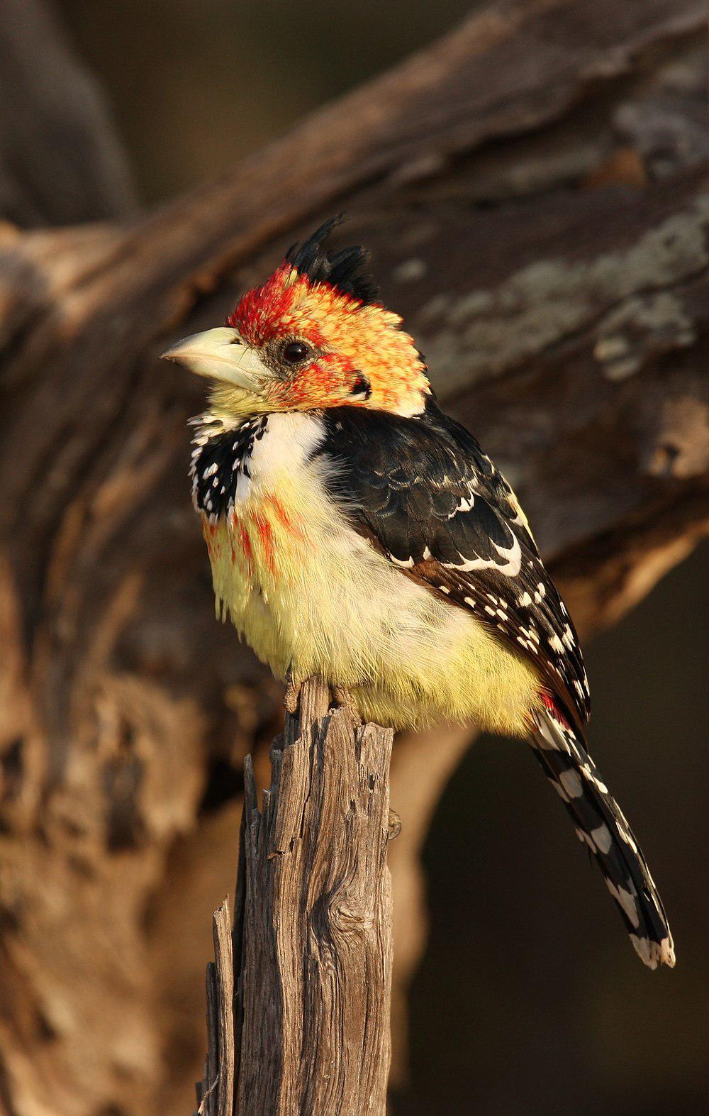 南非拟䴕 / Crested Barbet / Trachyphonus vaillantii