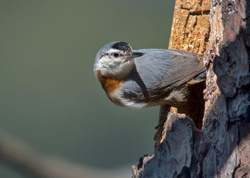 克氏䴓 / Krüper\'s Nuthatch / Sitta krueperi