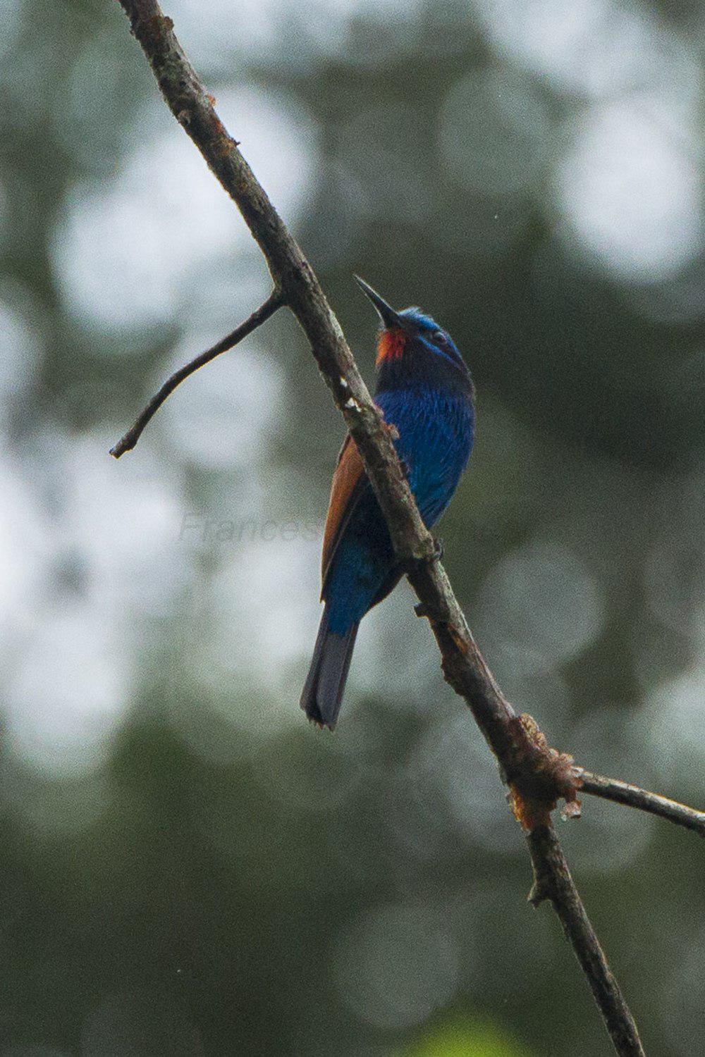 蓝须蜂虎 / Blue-moustached Bee-eater / Merops mentalis