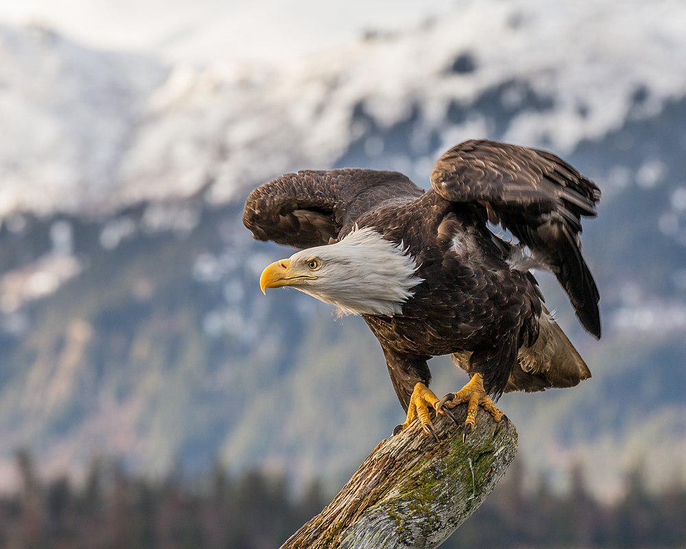 白头海雕 / Bald Eagle / Haliaeetus leucocephalus