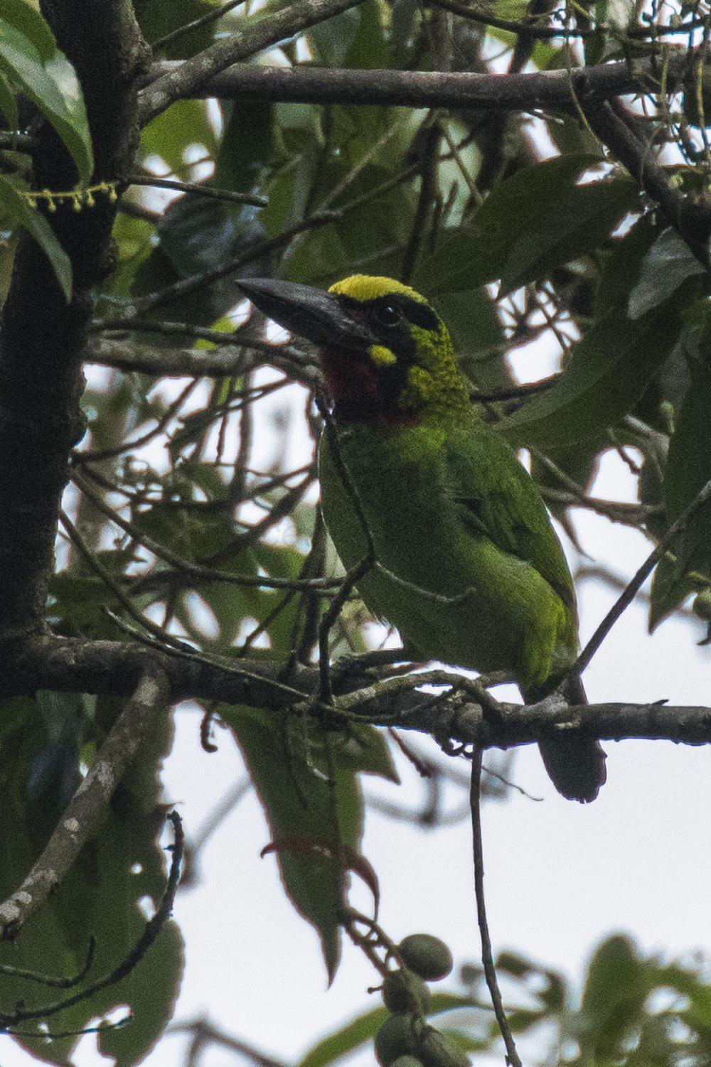 黑斑拟䴕 / Black-banded Barbet / Psilopogon javensis