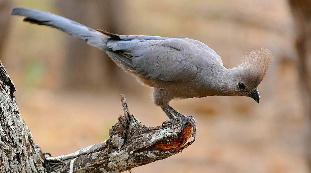 南非灰蕉鹃 / Grey Go-away-bird / Corythaixoides concolor