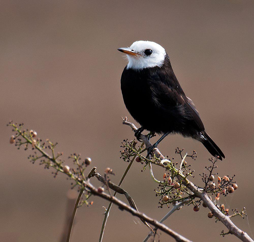 白头沼泽霸鹟 / White-headed Marsh Tyrant / Arundinicola leucocephala