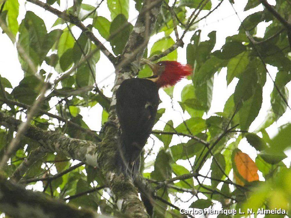 盔啄木鸟 / Helmeted Woodpecker / Celeus galeatus