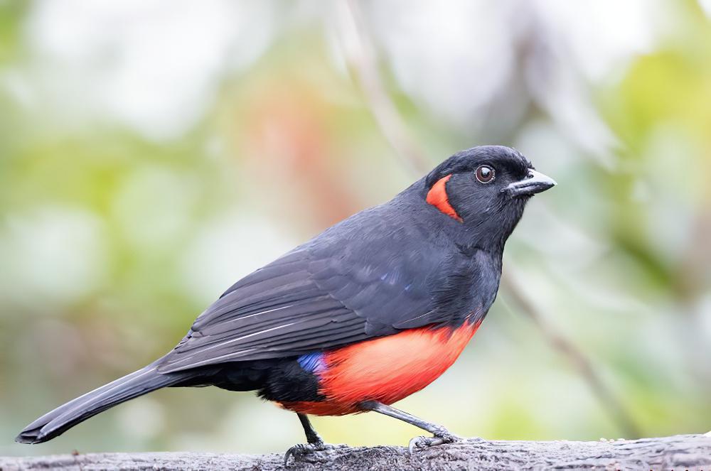 朱腹岭裸鼻雀 / Scarlet-bellied Mountain Tanager / Anisognathus igniventris