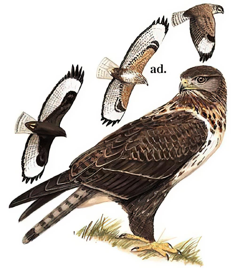 大鵟 / Upland Buzzard / Buteo hemilasius