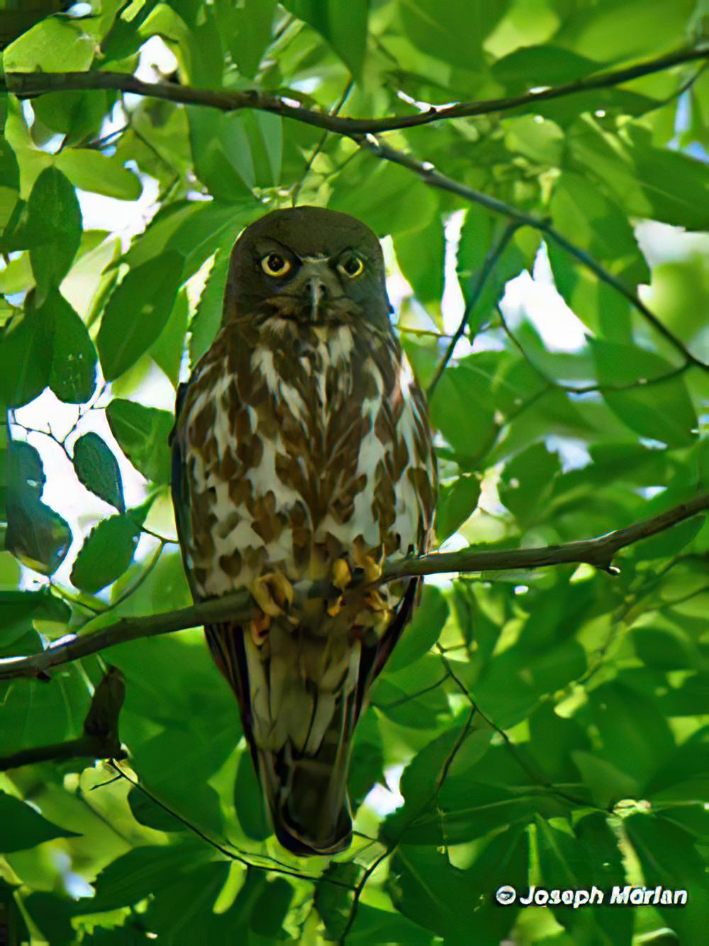 北鹰鸮 / Northern Boobook / Ninox japonica