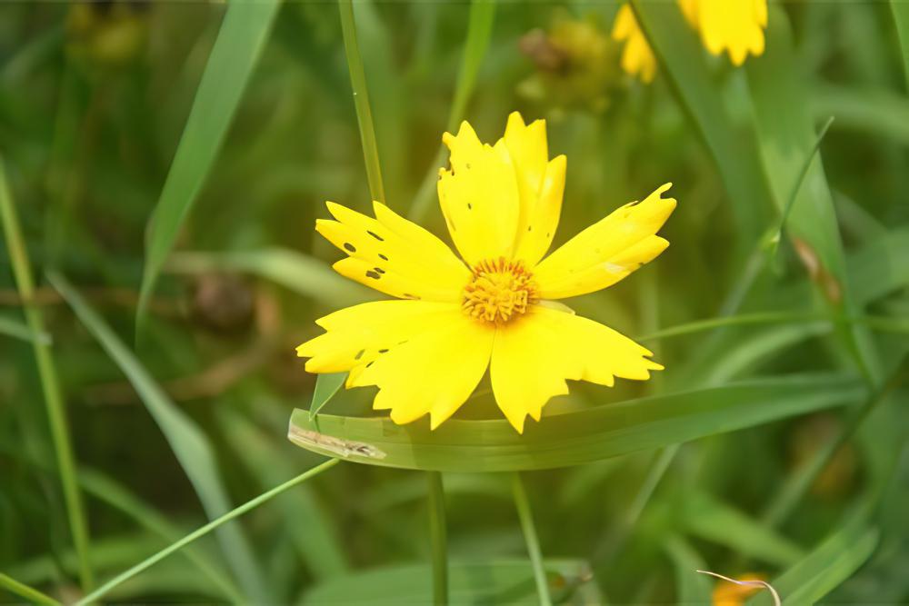 大花金鸡菊