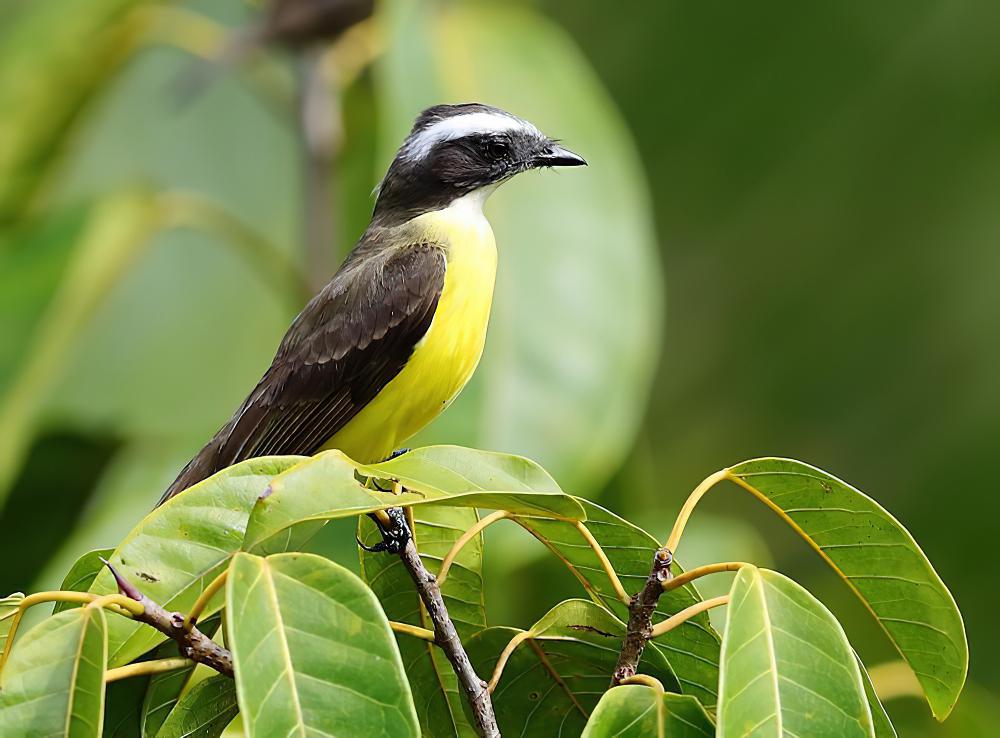 群栖短嘴霸鹟 / Social Flycatcher / Myiozetetes similis